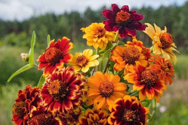 Zinnia 'Mexican' - Zinnia angustifolia