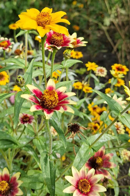 Zinnia ‘Persian Carpet’ - Zinnia haagena