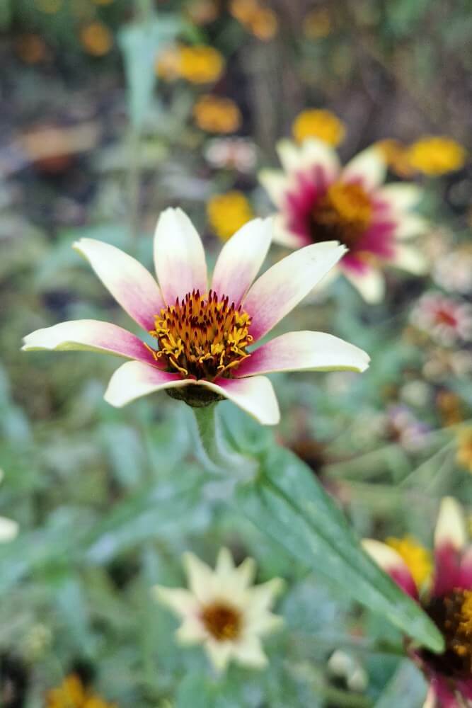 Zinnia ‘Persian Carpet’ - Zinnia haagena