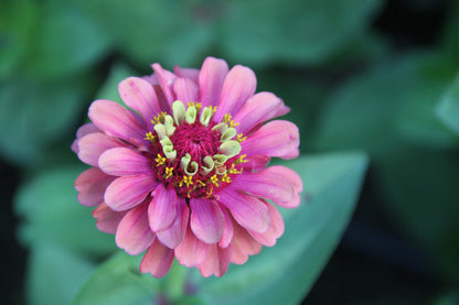 Zinnia 'Queen red lime' - Zinnia elegans - enkelbloemig