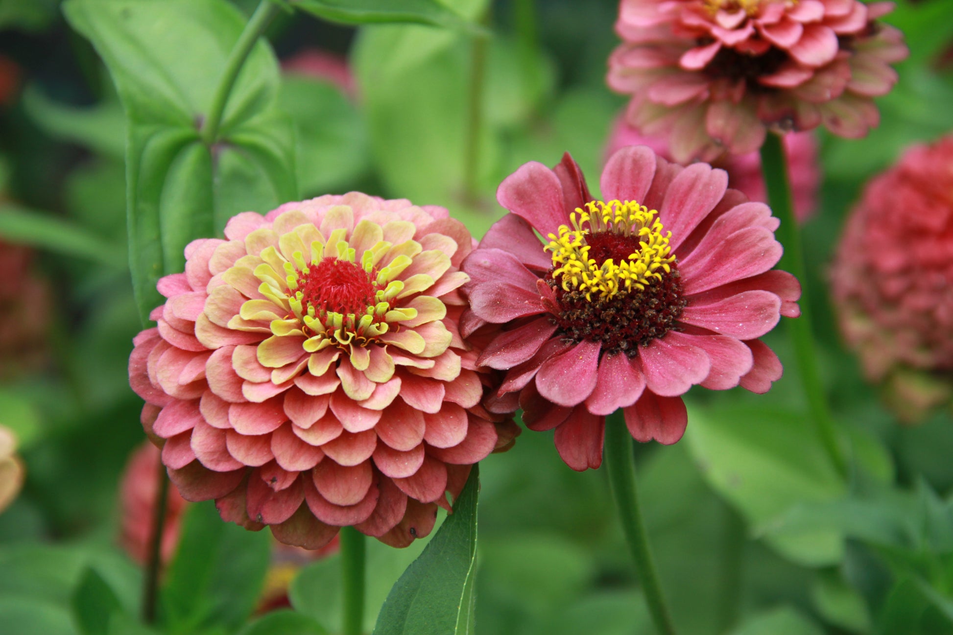 Zinnia 'Queen red lime' - Zinnia elegans - enkel- en dubbelbloemig