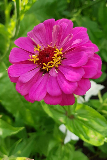 Zinnia - Zinnia elegans - fuchsia roze