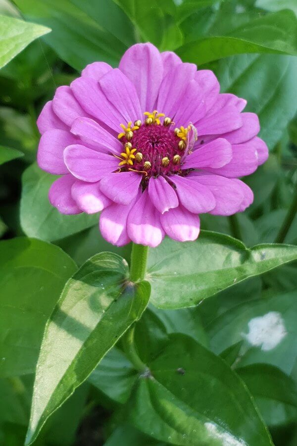 Zinnia - Zinnia elegans - fuchsia roze