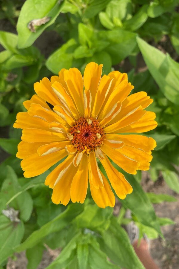 Zinnia - Zinnia elegans - geel