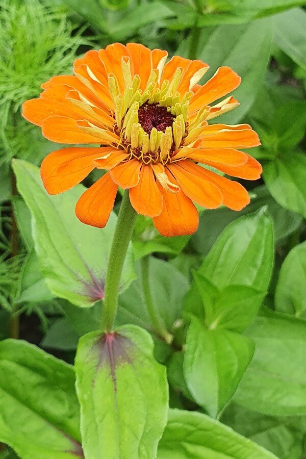 Zinnia - Zinnia elegans - oranje