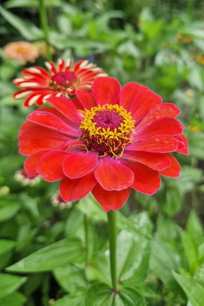 Zinnia - Zinnia elegans - rood