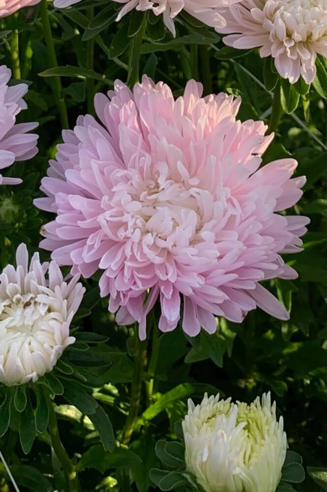 Zomeraster ‘Appleblossom’ - Callistephus chinensis - roze