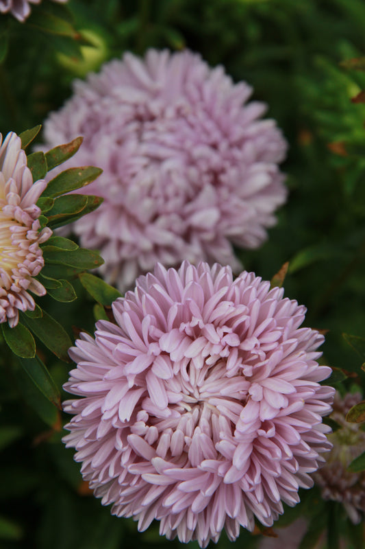 Zomeraster 'Lady coral lavender' – Callistephus chinensis - closeup - paars