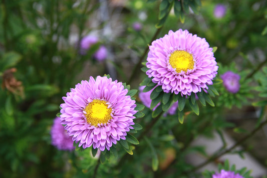 Zomeraster 'Matsumoto light blue' – Callistephus chinensis