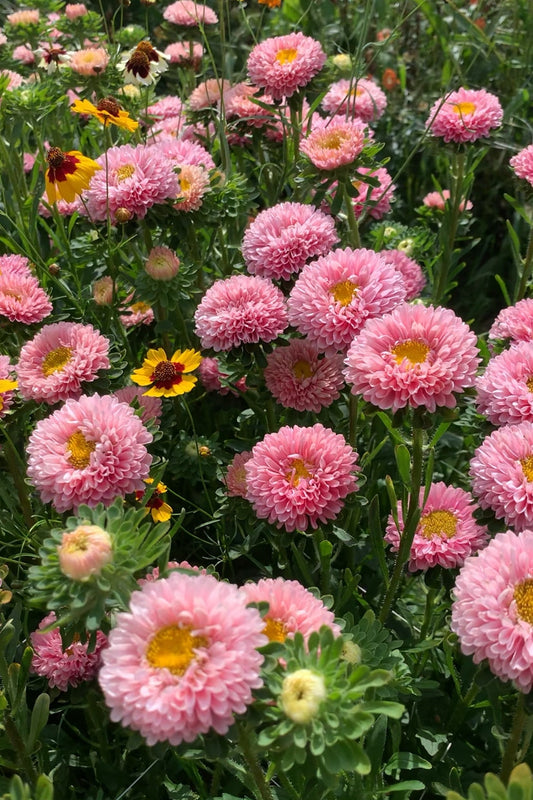 Zomeraster 'Salmon' – Callistephus chinensis