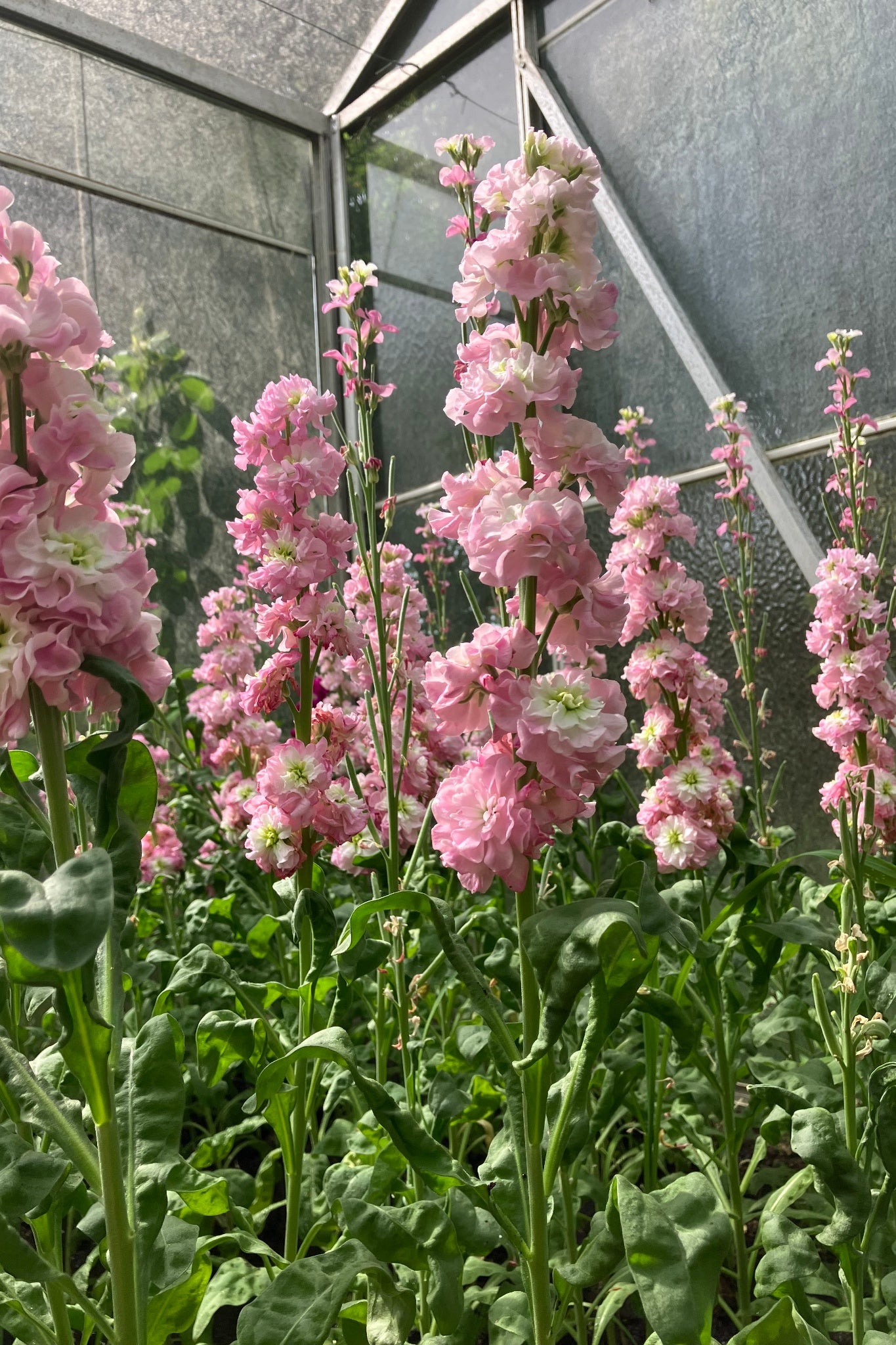 Zomerviolier | Matthiola incana