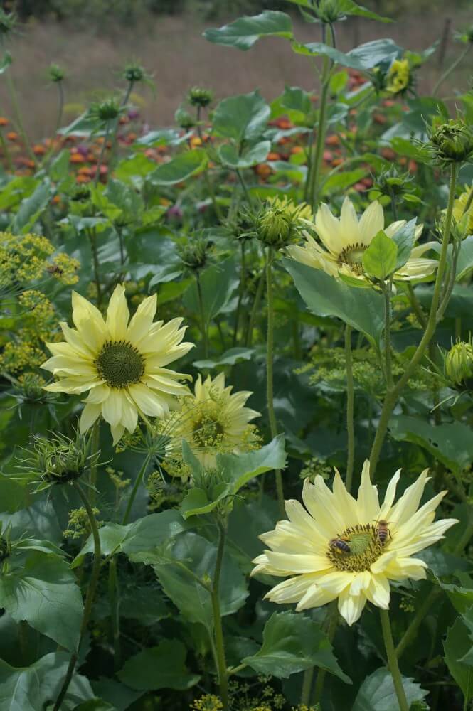 Zonnebloem ‘Little lemon’ - Helianthus debilis