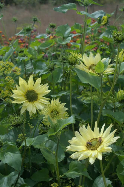 Zonnebloem ‘Little lemon’ - Helianthus debilis