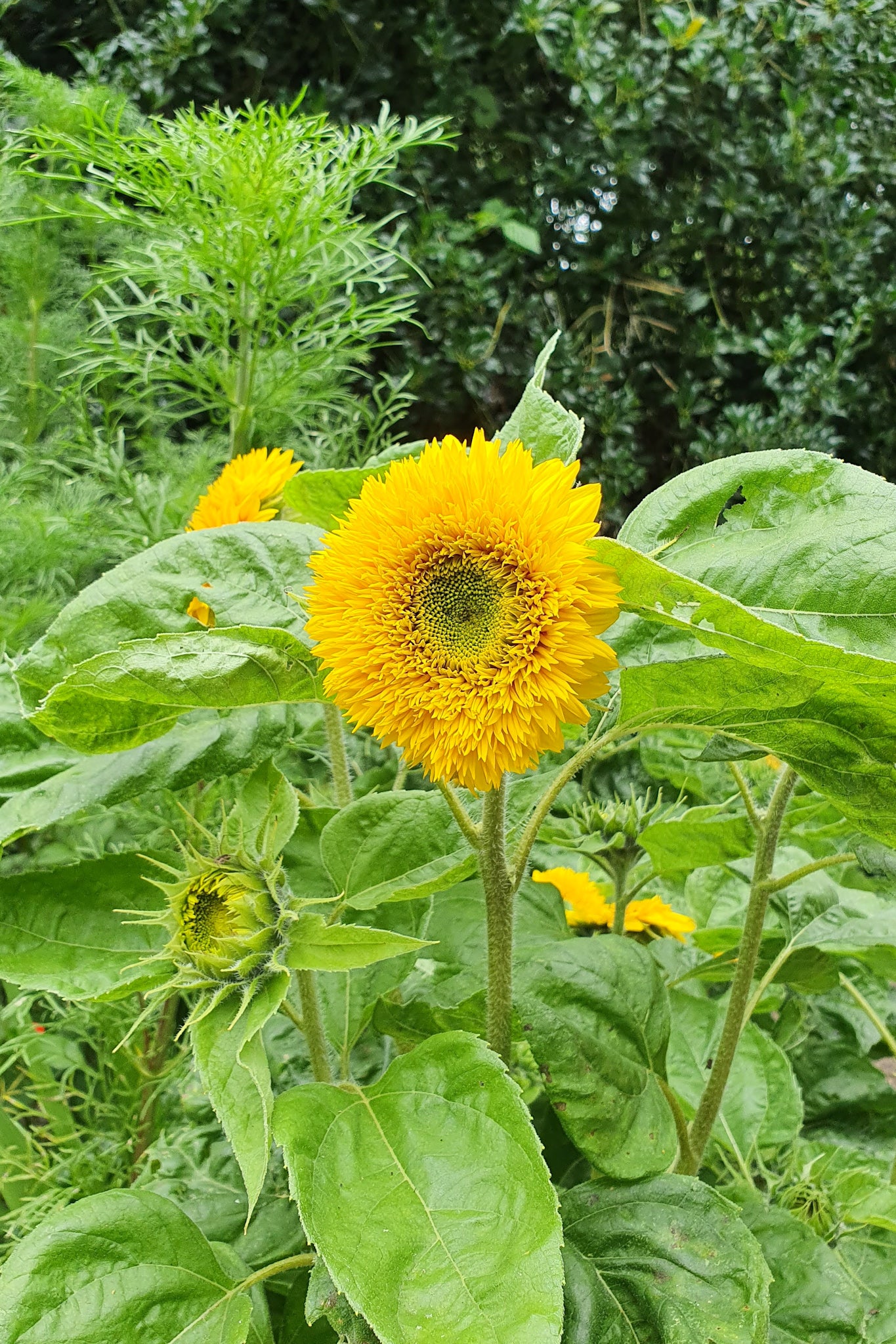 Zonnebloem 'Sungold' | Helianthus annuus