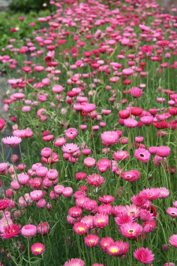 Zonnestrobloem (roze) - Helipterum roseum