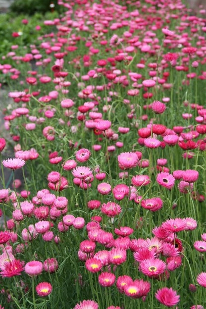 Zonnestrobloem (roze) - Helipterum roseum