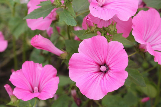Bekermalva - Lavatera - roze close up