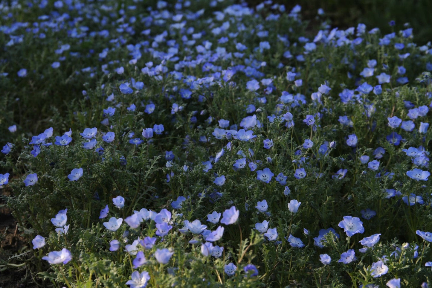 Bosliefje - Nemophila insignismenziesii - in het veld1