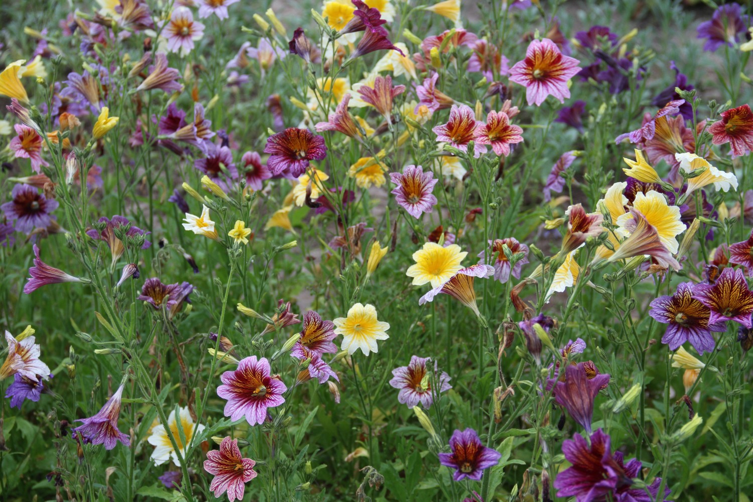 Brokaatbloem - Salpiglossis sinuata - in het veld