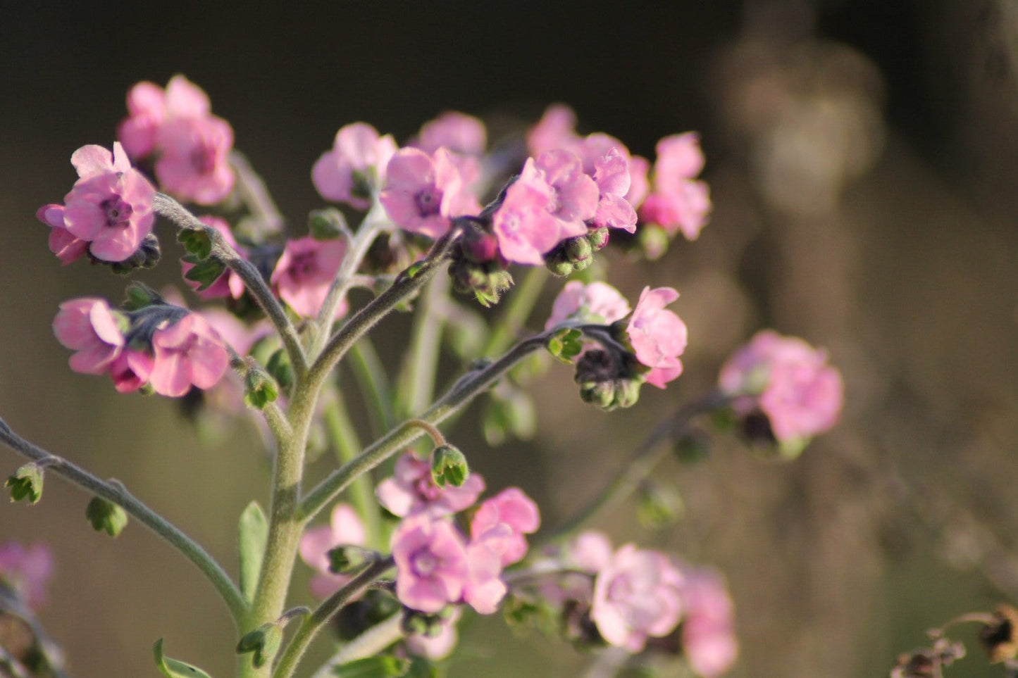 Chinees vergeet me nietje mystery rose - Cynoglossum amabile - closeup