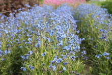 Afbeelding in Gallery-weergave laden, Chinees vergeet-me-nietje	Cynoglossum amabile blauw bos
