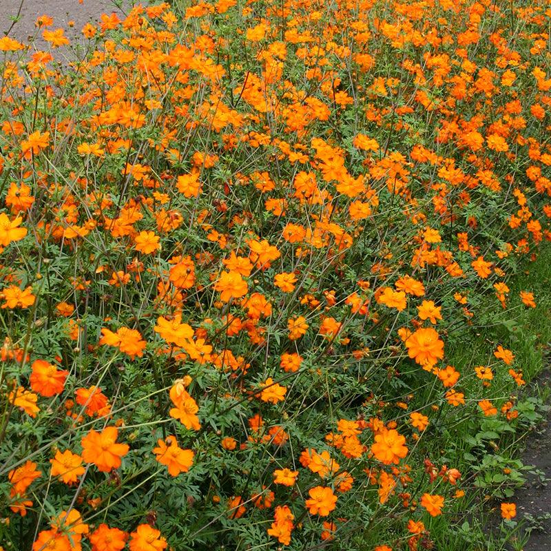Cosmea oranje - Cosmos Sulphureus - in het veld