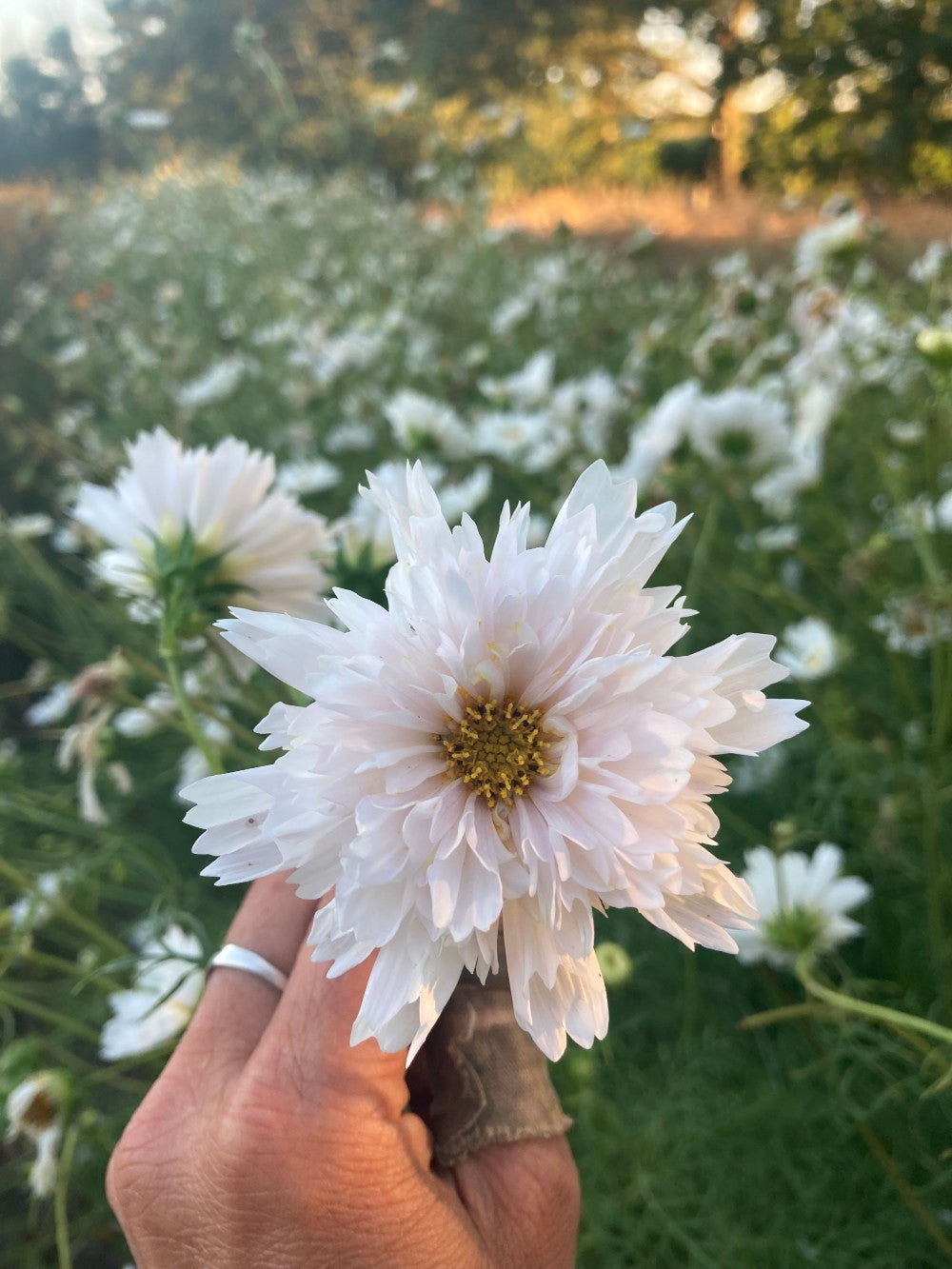 Cosmos Snow Puff - Cosmos bipinnatus