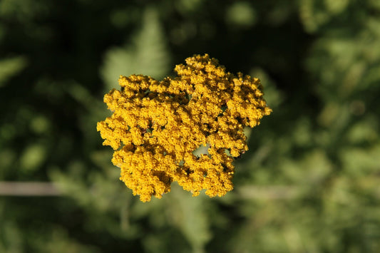 Duizendblad geel - Achillea filipendulina Parkers Variety - closeup1