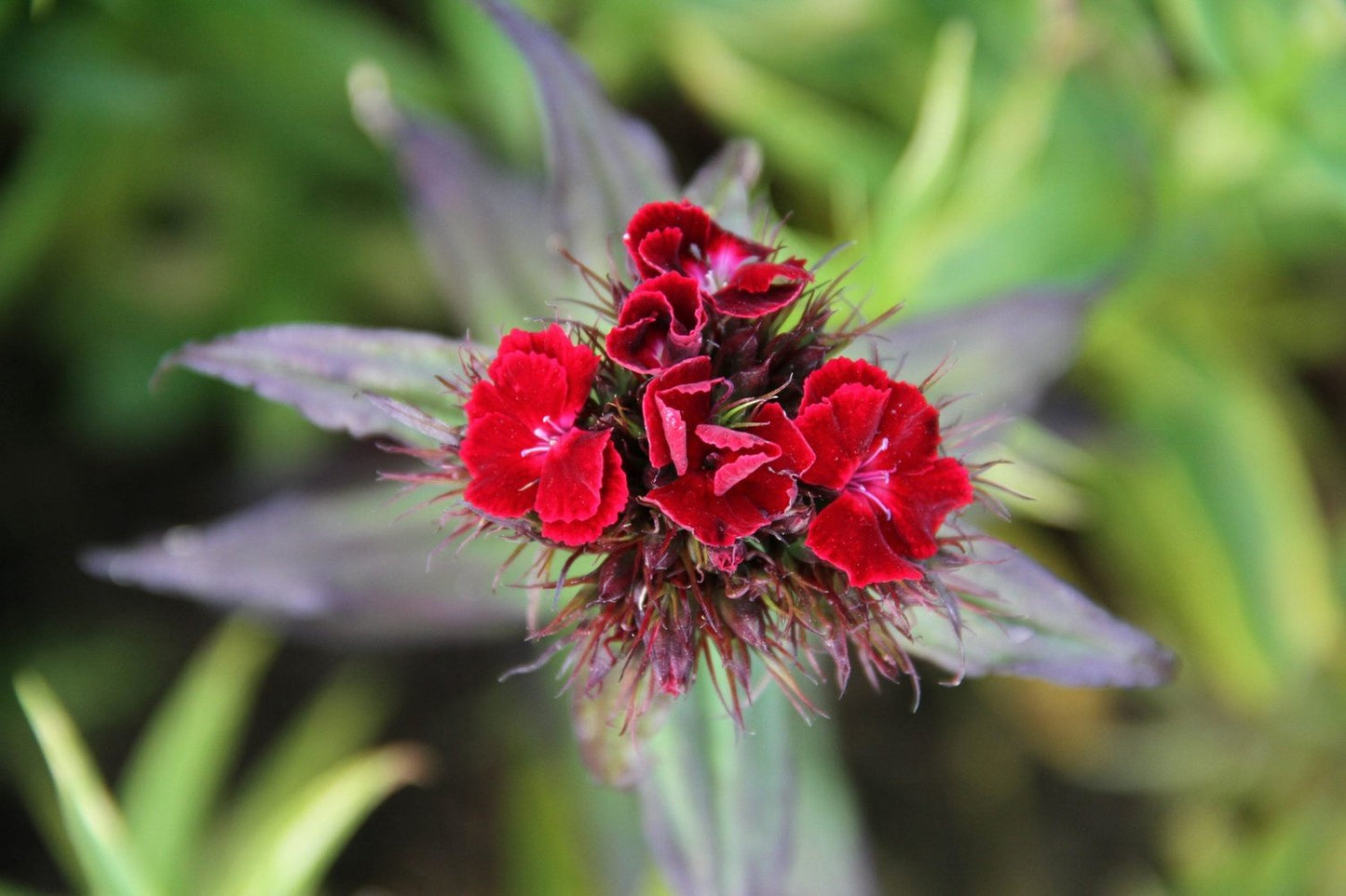 Duizendschoon - Dianthus barbatus - closeup - rood