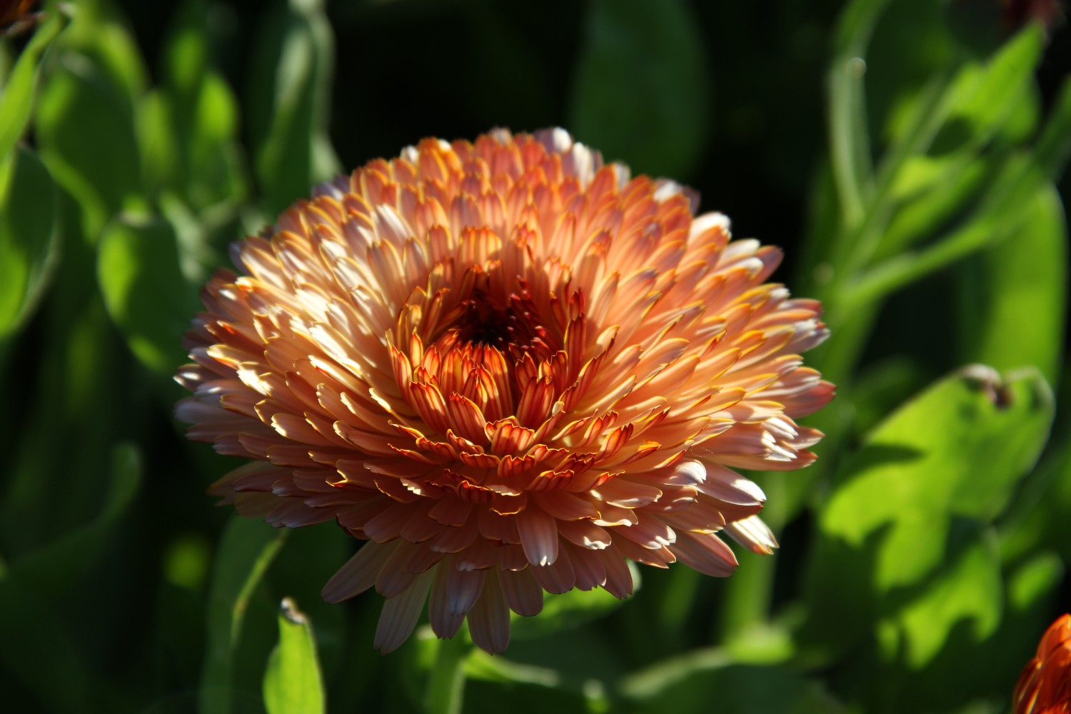 Goudsbloem Strawberry Blonde - Calendula officinalis - closeup2