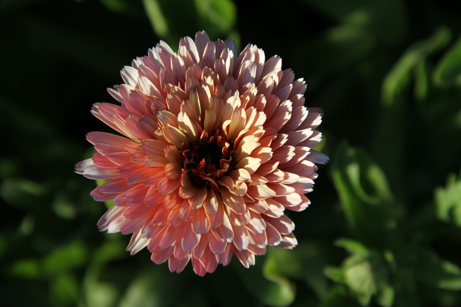 Goudsbloem Strawberry Blonde - Calendula officinalis - closeup3