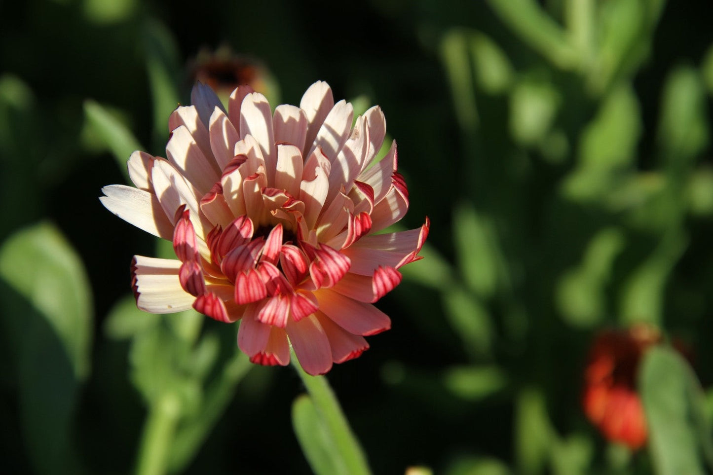 Goudsbloem Strawberry Blonde - Calendula officinalis - closeup4