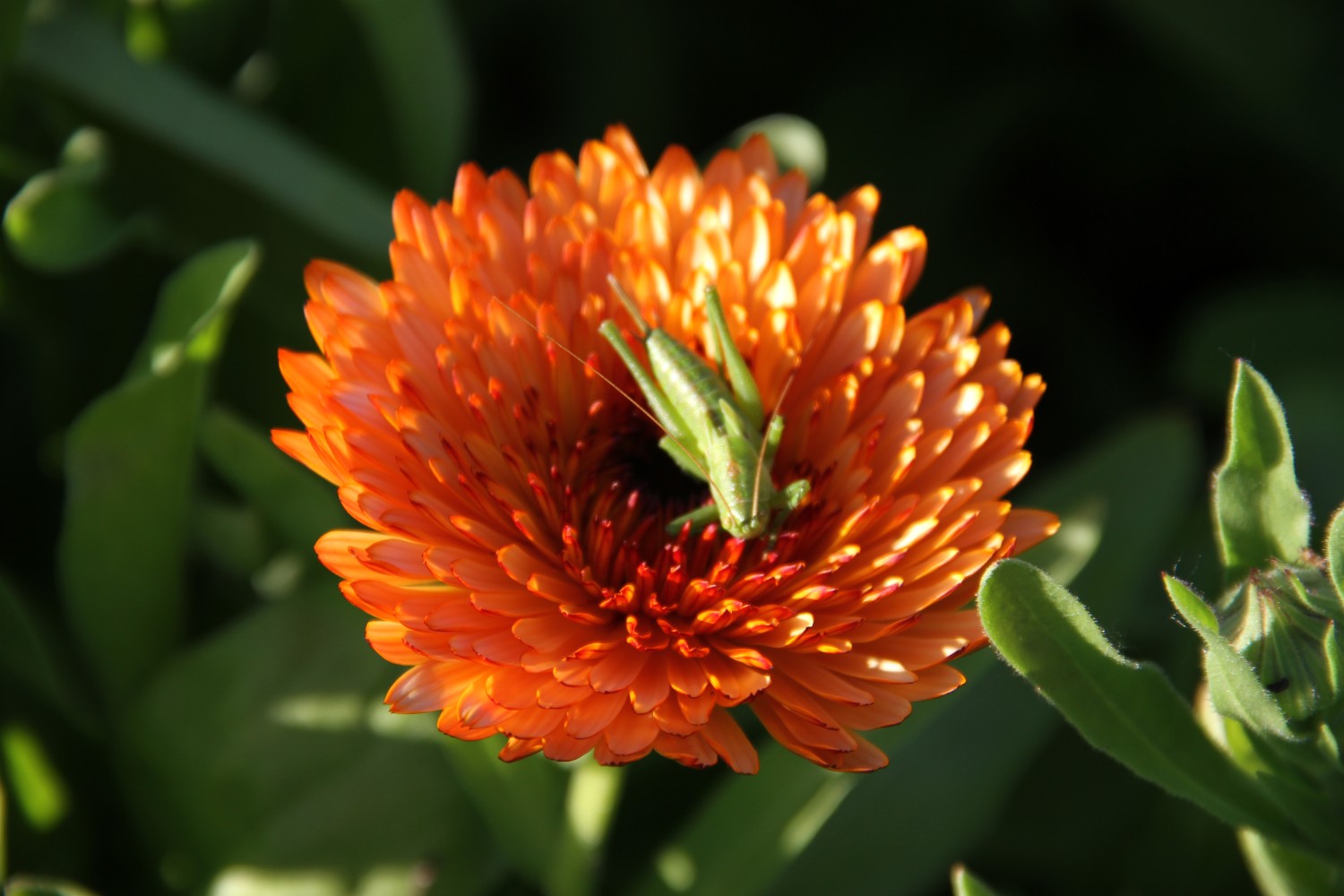 Goudsbloem Strawberry Blonde - Calendula officinalis - closeup5