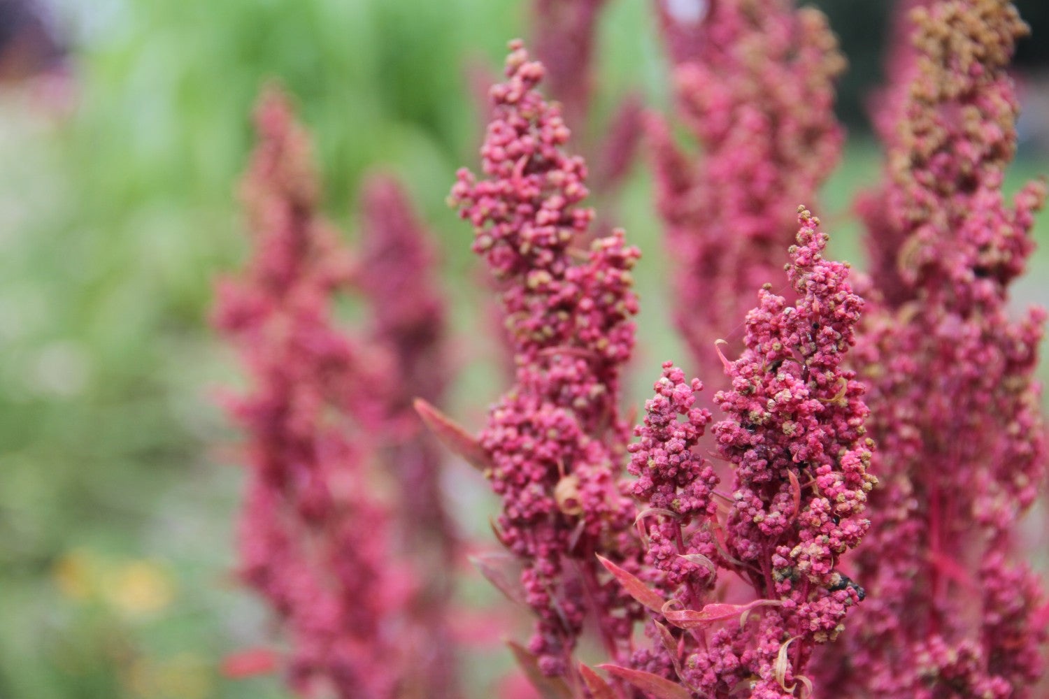 Huauzontle Red Aztec - Chenopodium nuttalliae - closeup