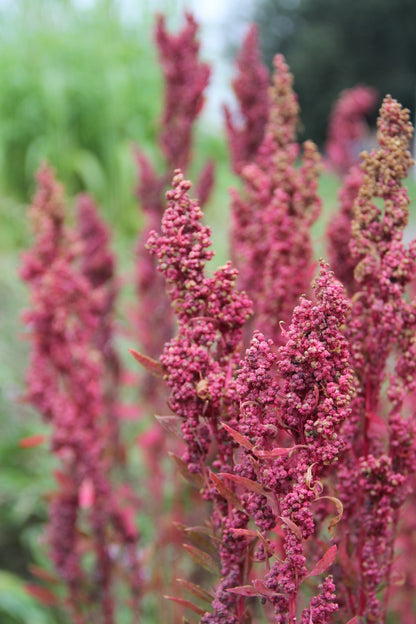 Huauzontle Red Aztec - Chenopodium nuttalliae