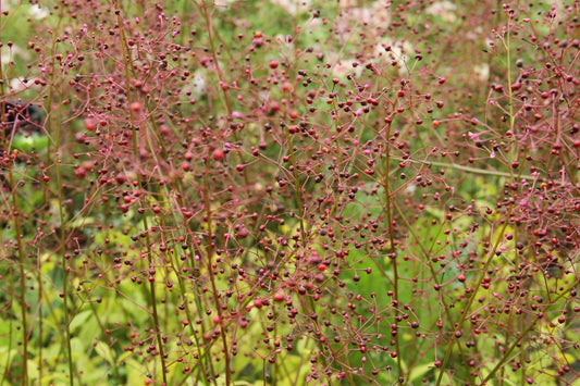 Jewels of Opar - Talinum paniculatum