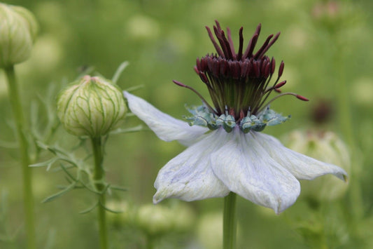 Juffertje 'african bride' - Nigella papillosa - close up