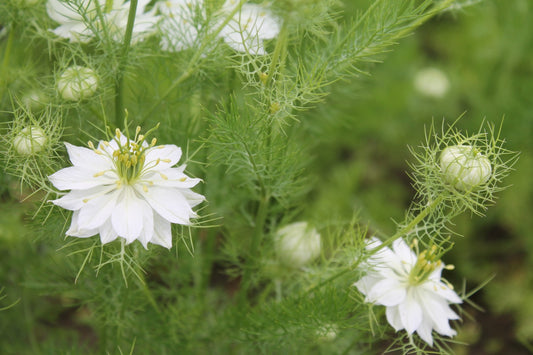 Juffertje in het groen - Nigella damascena - closeup1