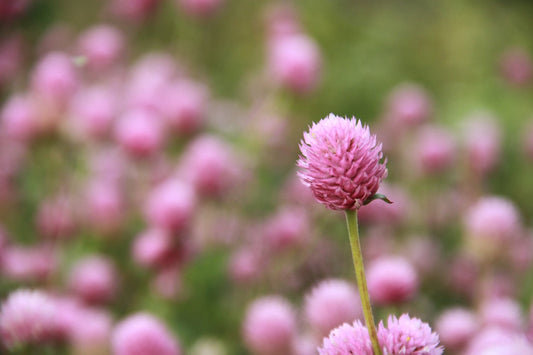 Kogelamarant Raspberry Cream - Gomphrena globosa - closeup