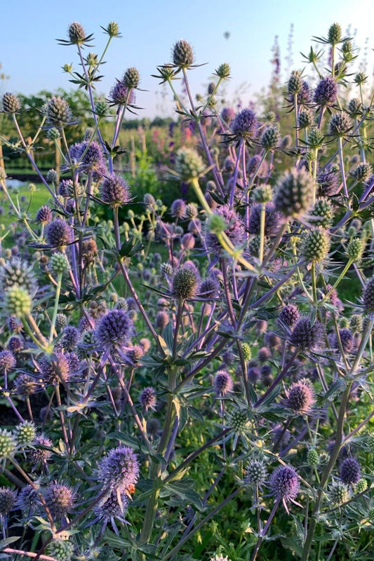 Kruisdistel ‘Blue glitter’ - Eryngium planum