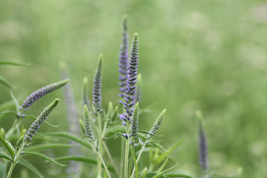 Lange ereprijs - Veronica longifolia - closeup