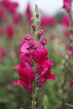 Afbeelding in Gallery-weergave laden, Leeuwenbek - Antirrhinum majus - donkerroze - closeup
