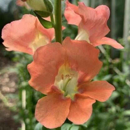 Leeuwenbek "Chantilly bronze" - Antirrhinum majus - closeup