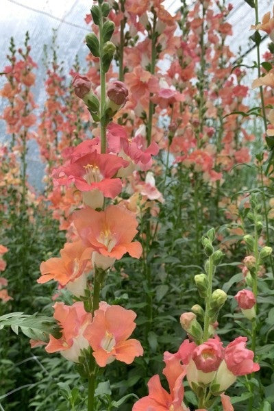 Leeuwenbek "Chantilly bronze" - Antirrhinum majus