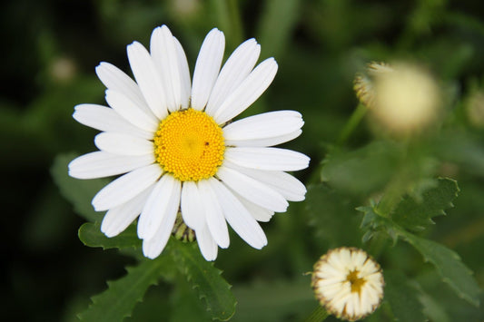 Margriet - Leucanthemum vulgare - close up