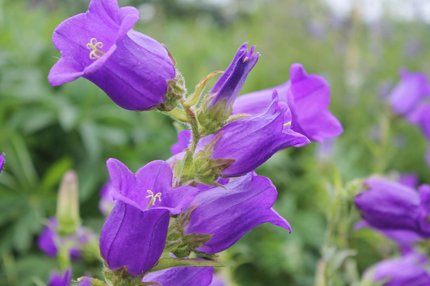 Marietteklokje - Campanula medium - closeup paars