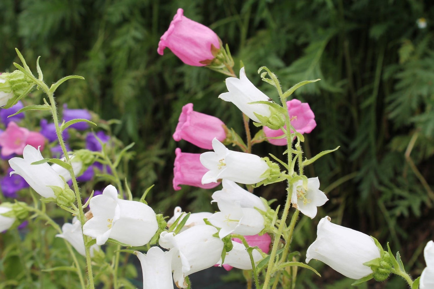 Marietteklokje - Campanula medium - mix kleuren