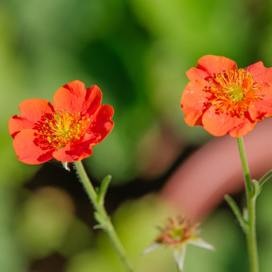 Nagelkruid - Geum chiloense - rood