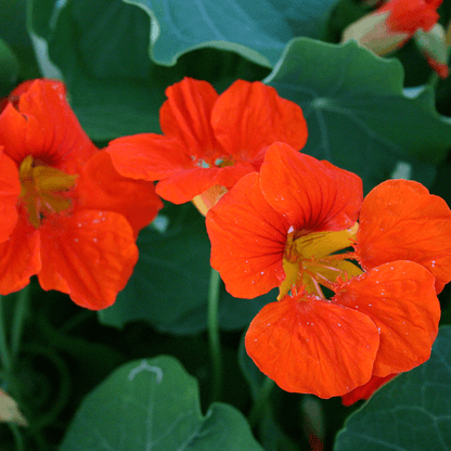 Oost-Indische kers - Tropaeolum majus - rood close-up