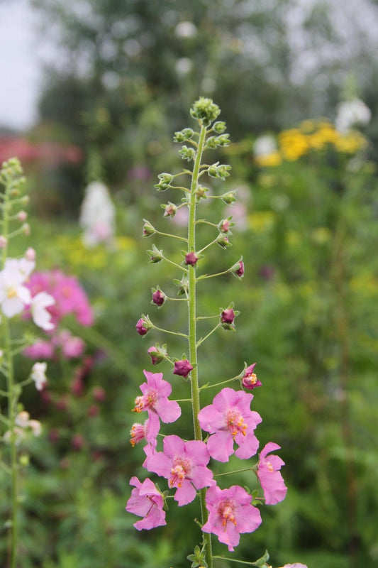 Paarse toorts - Verbascum phoeniceum - roze